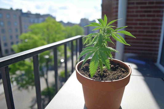 Wie baue ich Cannabis zu Hause an?